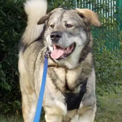 Golden Akita Retriever dog breed.