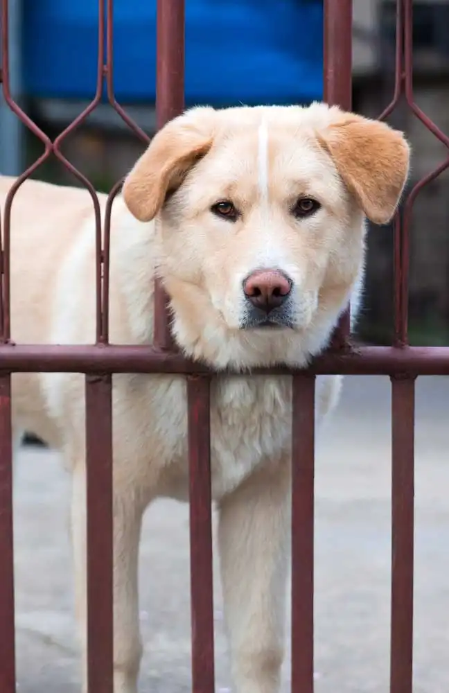 Breed Origin