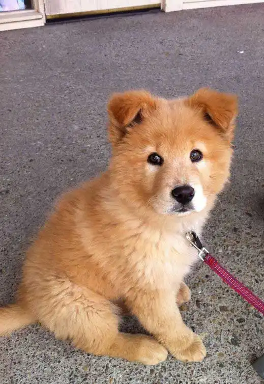 Breed Appearance