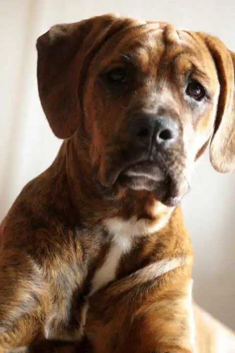 Origine & Histoire du Golden Boxer