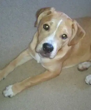 Apparence du Golden Boxer