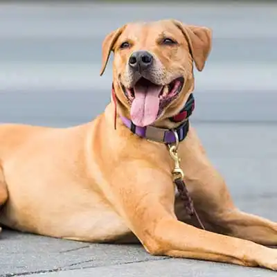 Razza canina Golden Bullmastiff Retriever.