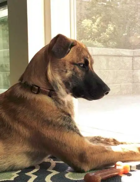 Origine & Storia del Golden Bullmastiff Retriever