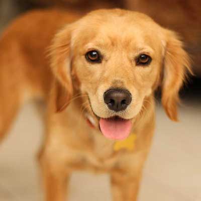 Golden Cavalier