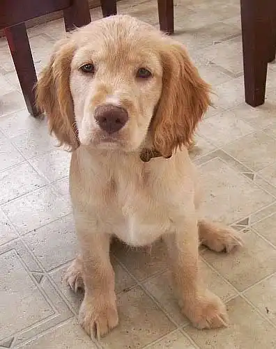 Apparence du Golden Cavalier