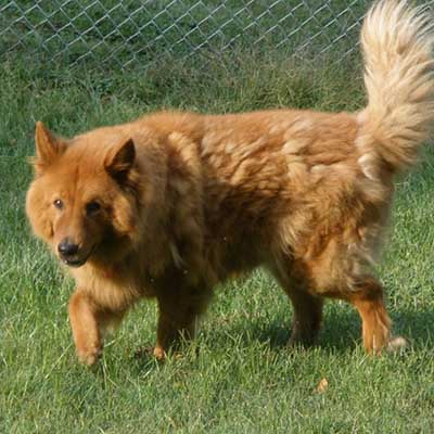 Golden Chow Retriever