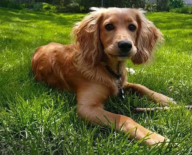 Golden Cocker Retriever
