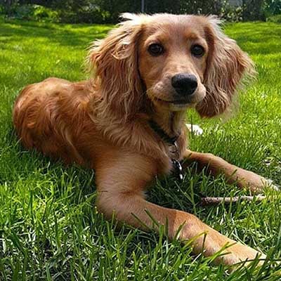 Golden Cocker Retriever