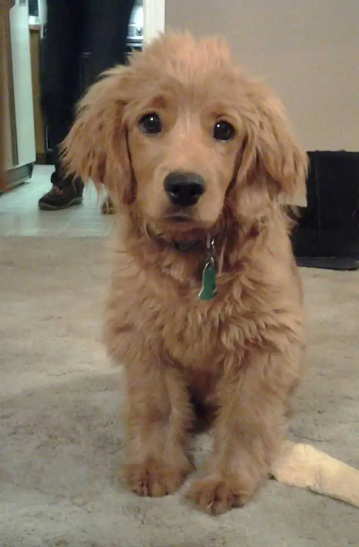 Breed Appearance