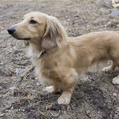 Golden Dox