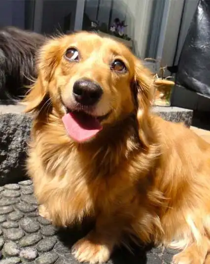 Apparence du Golden Dox