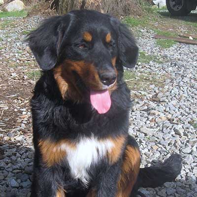 Golden Mountain Dog