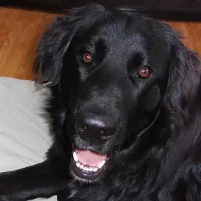 Golden Newfie dog breed.