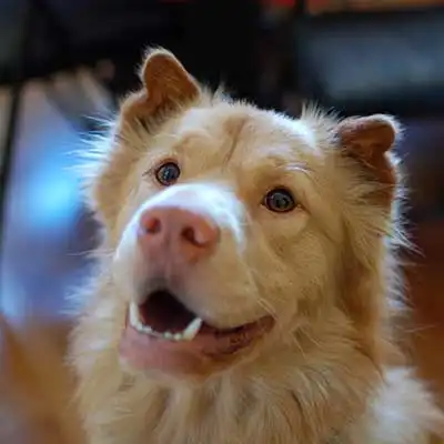 Golden Pei dog breed.
