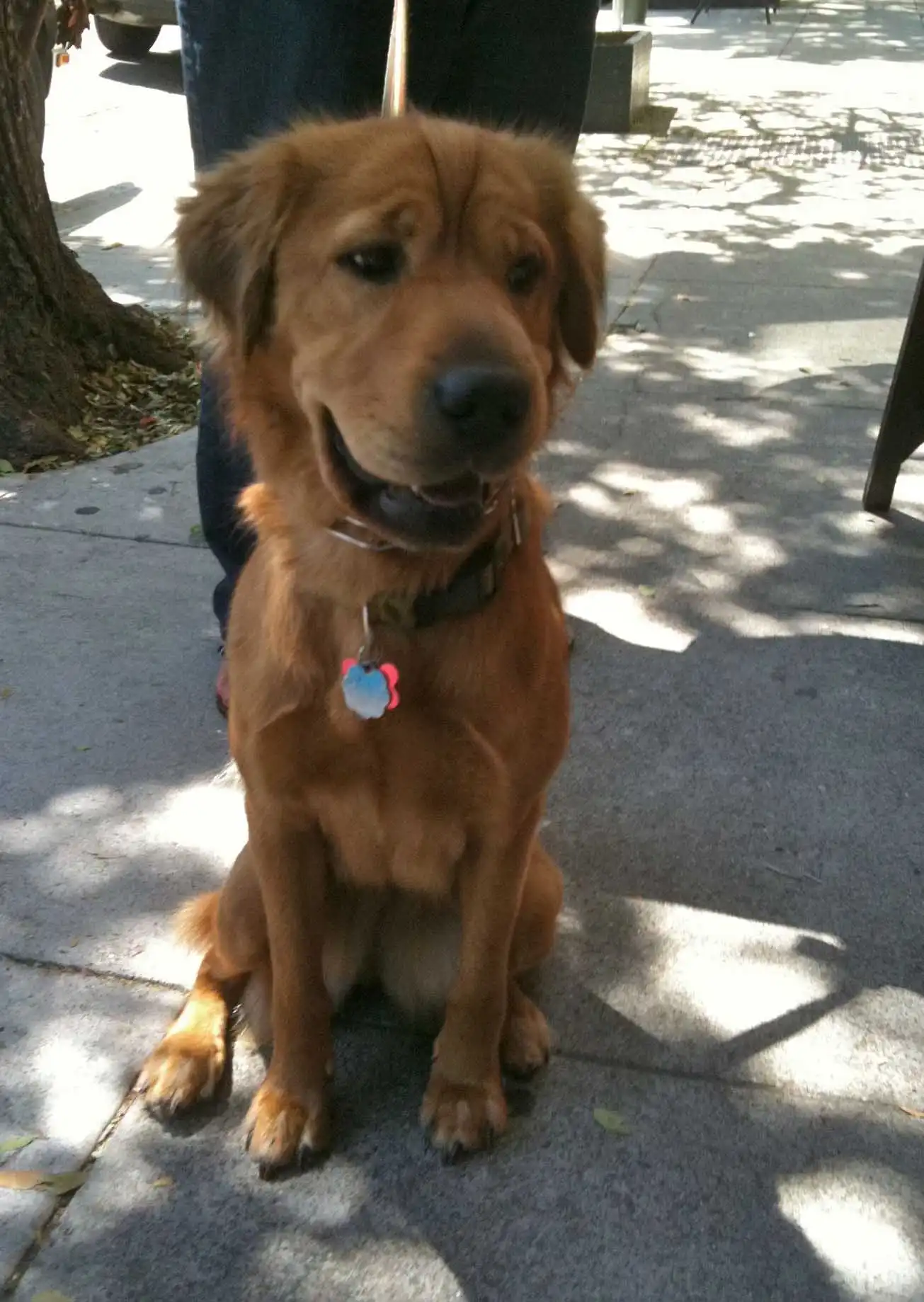 Breed Origin