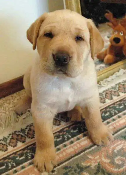 Breed Appearance