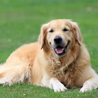 Golden Retriever dog breed.