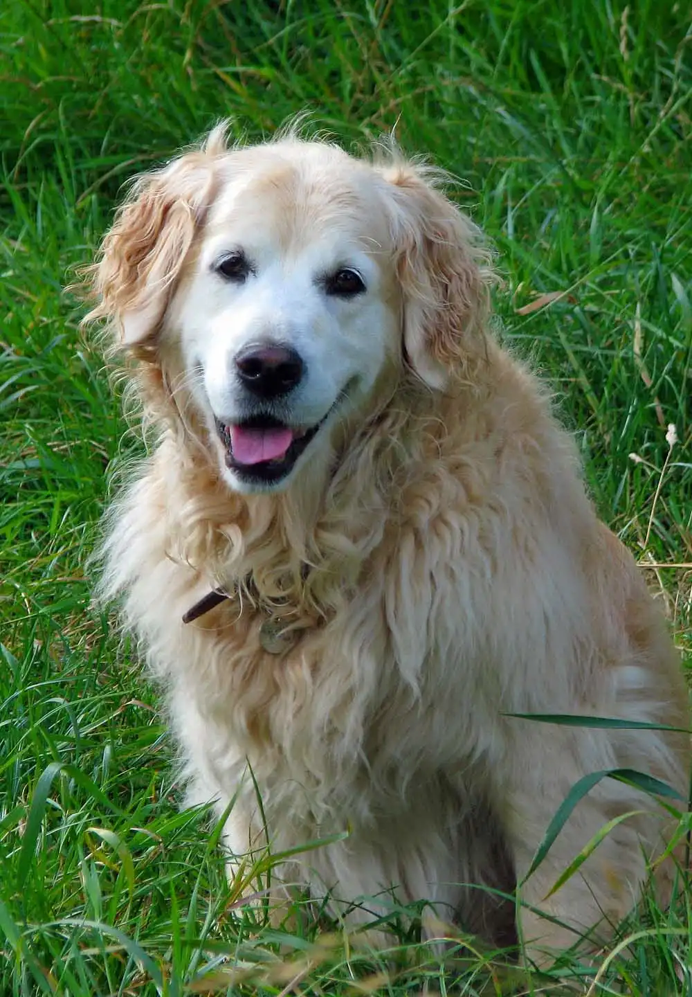 Breed Origin