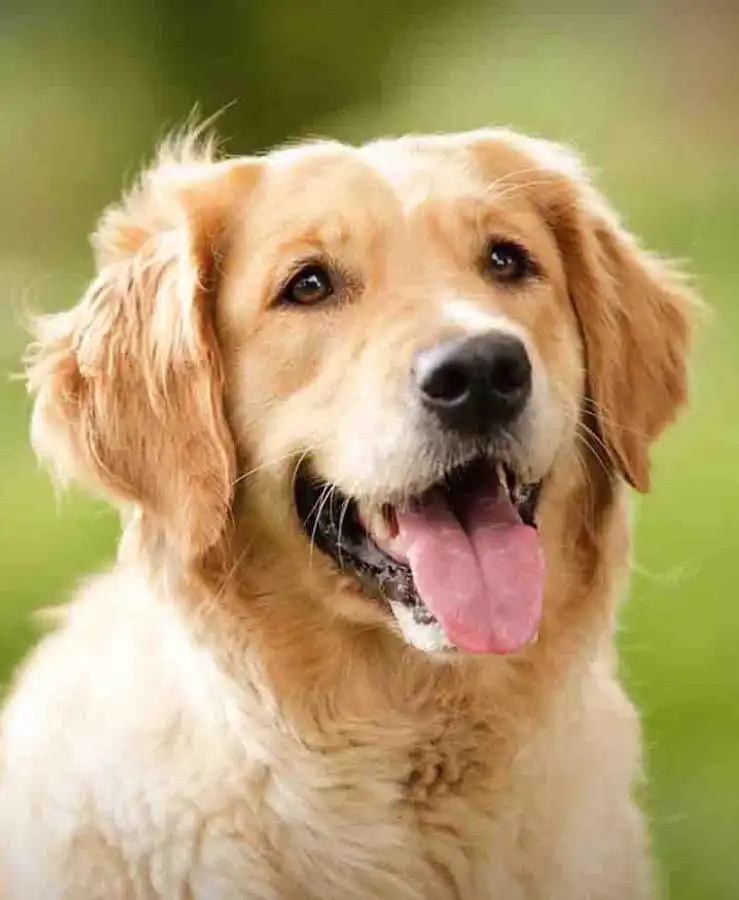 Breed Appearance