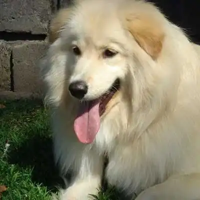 Golden Sammy dog breed.