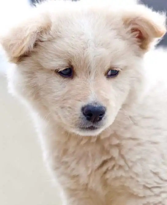 Breed Appearance