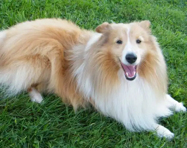 Golden Sheltie