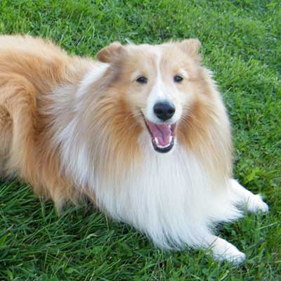 Sheltie dorado