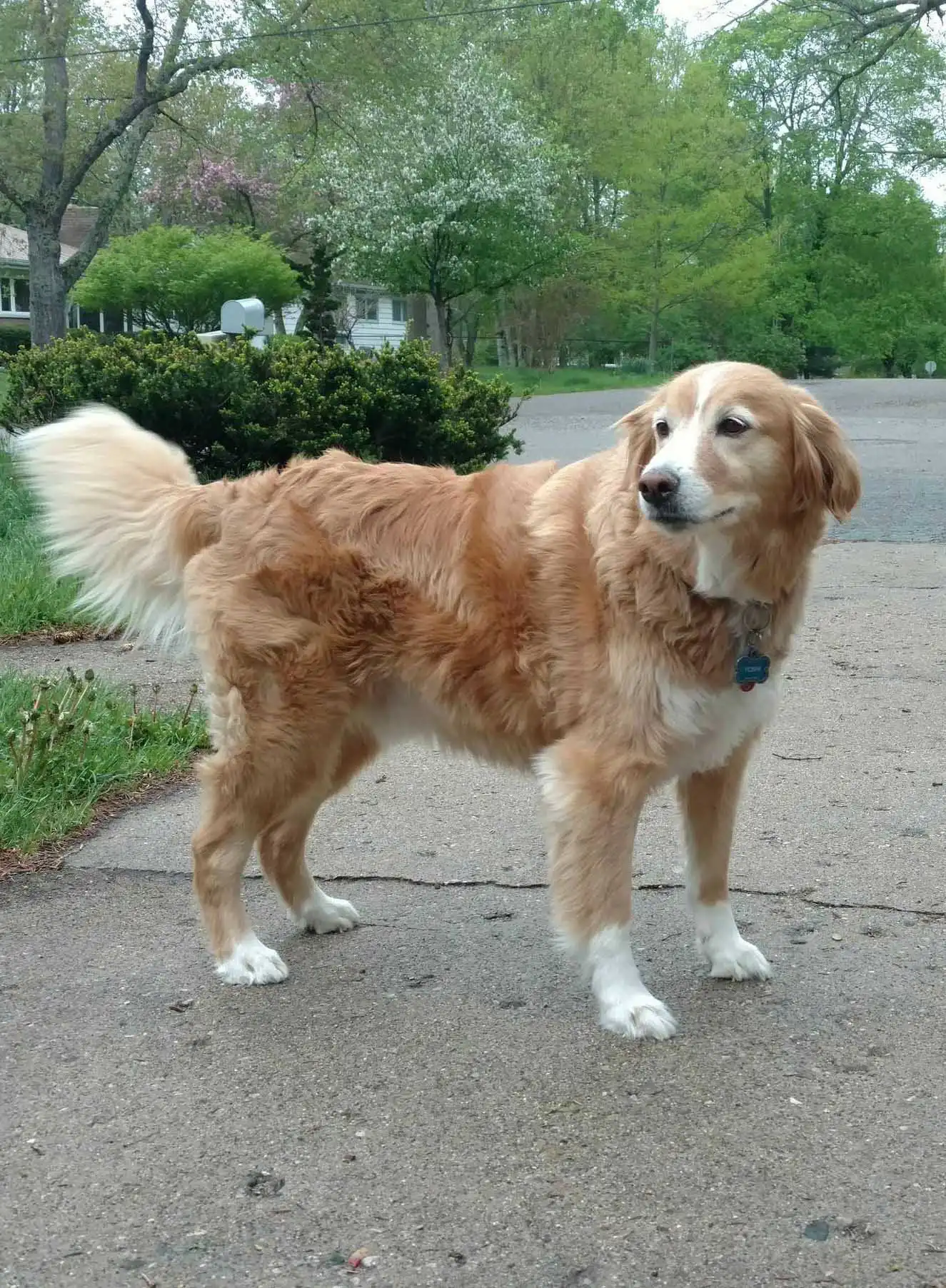 Breed Origin