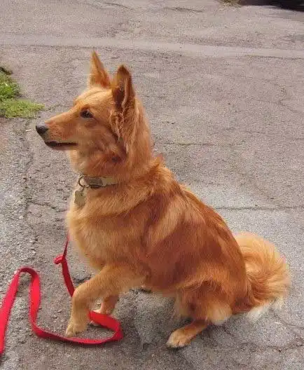 Breed Appearance