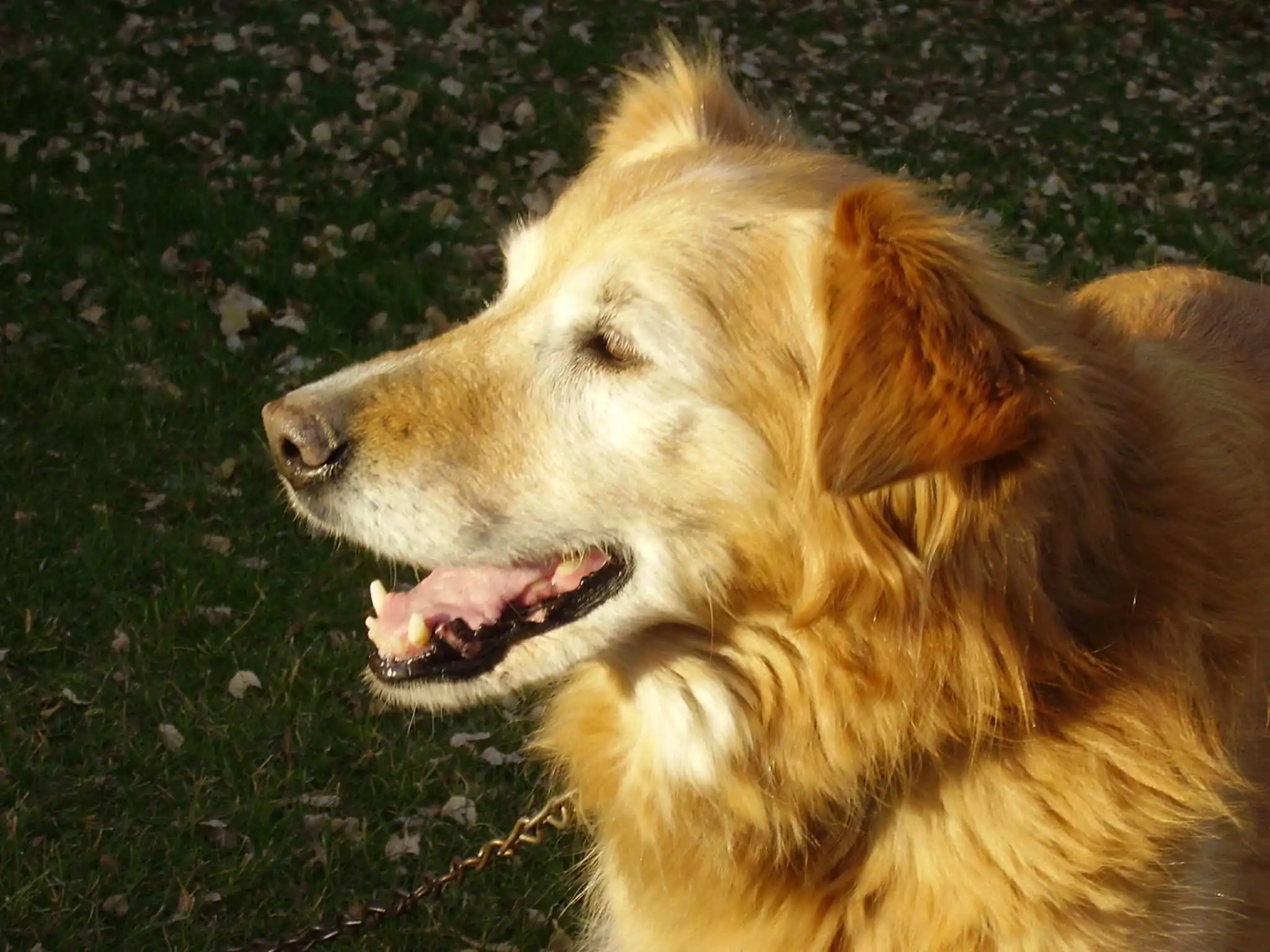 Gollie