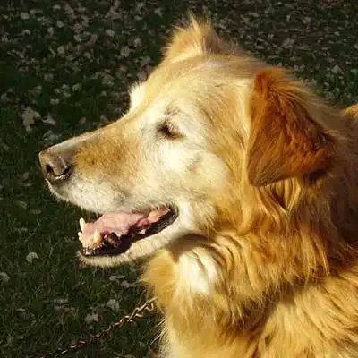 Raza de perro Gollie.