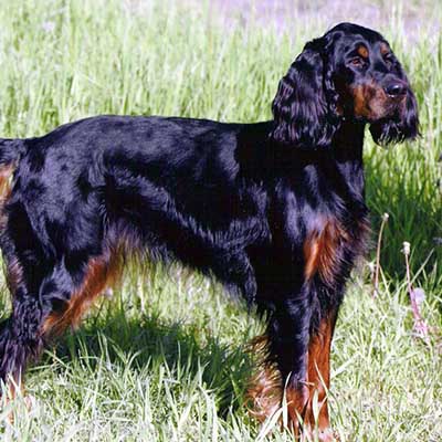 Gordon Setter