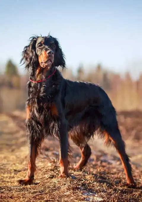 Breed Origin
