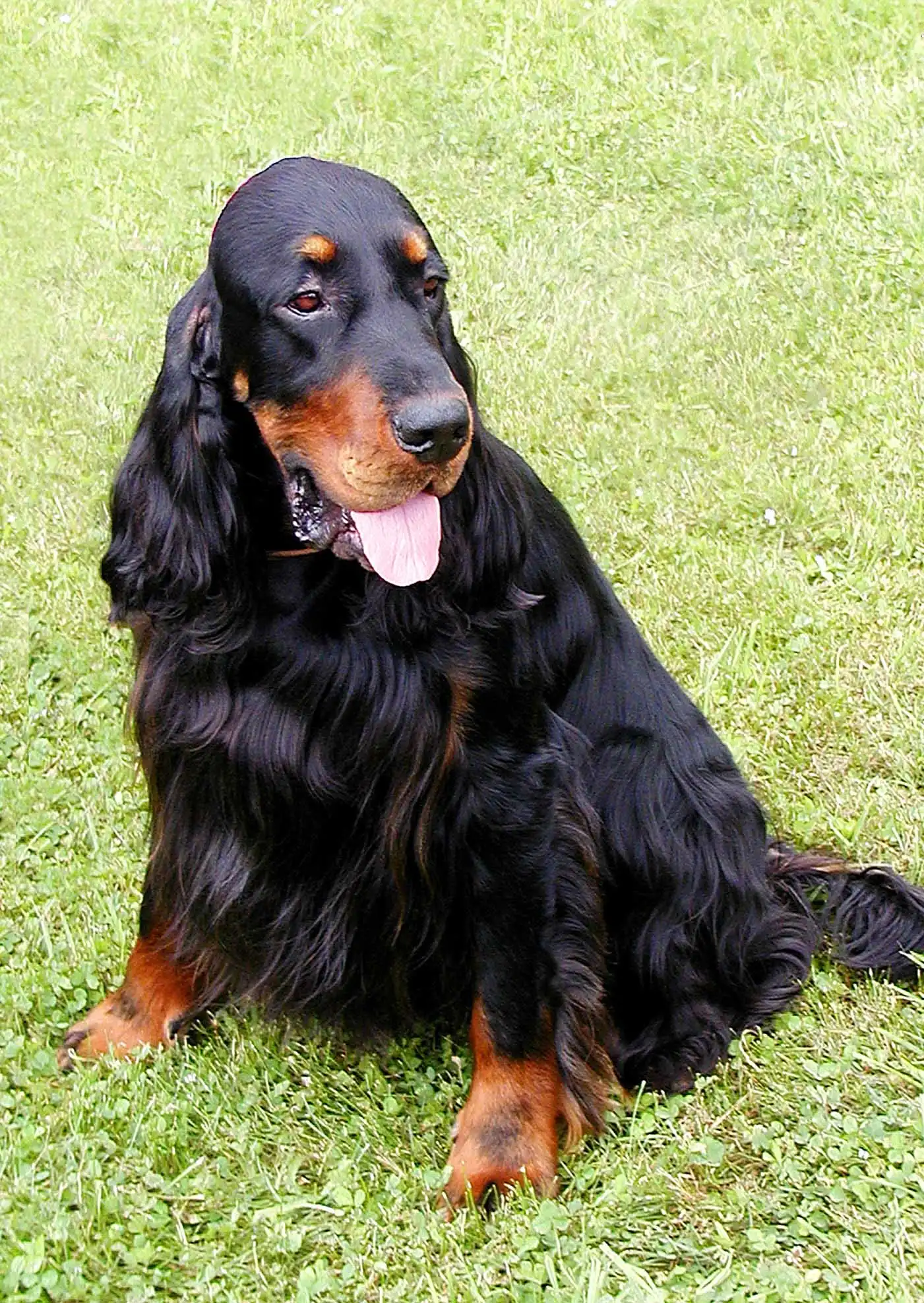Breed Appearance