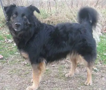 Gordon Sheltie