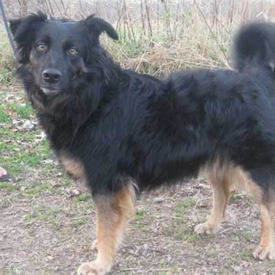 Gordon Sheltie