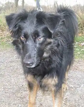 Origine & Storia del Gordon Sheltie