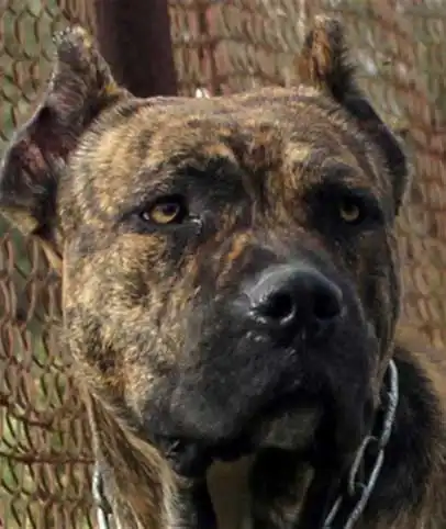 Breed Origin
