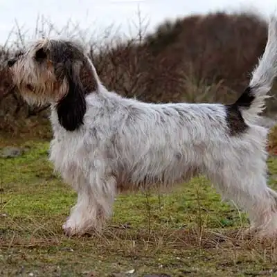 Grand Basset Griffon Vendeen dog breed.