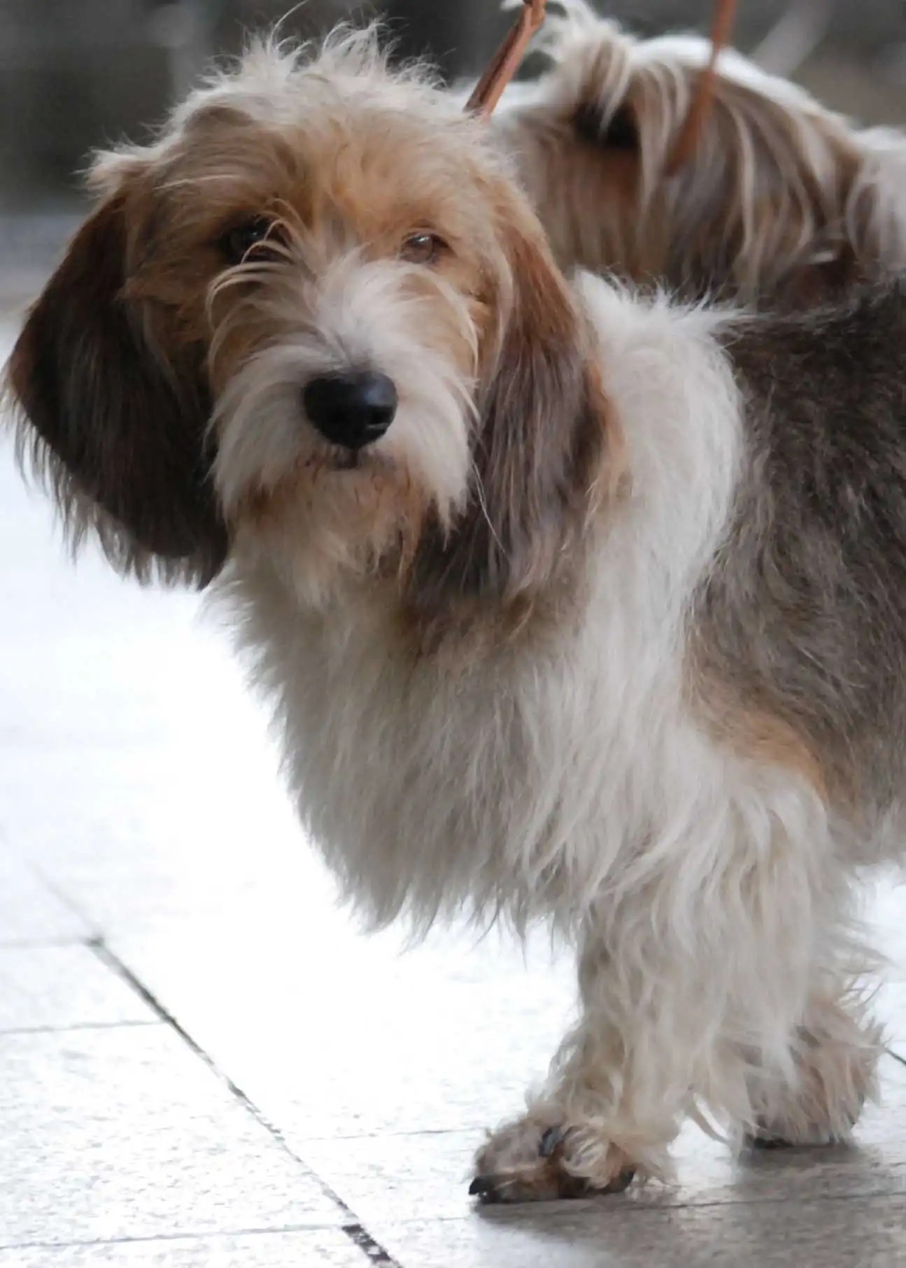 Breed Origin