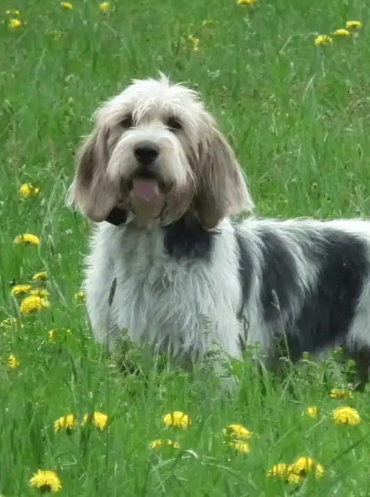 Breed Appearance