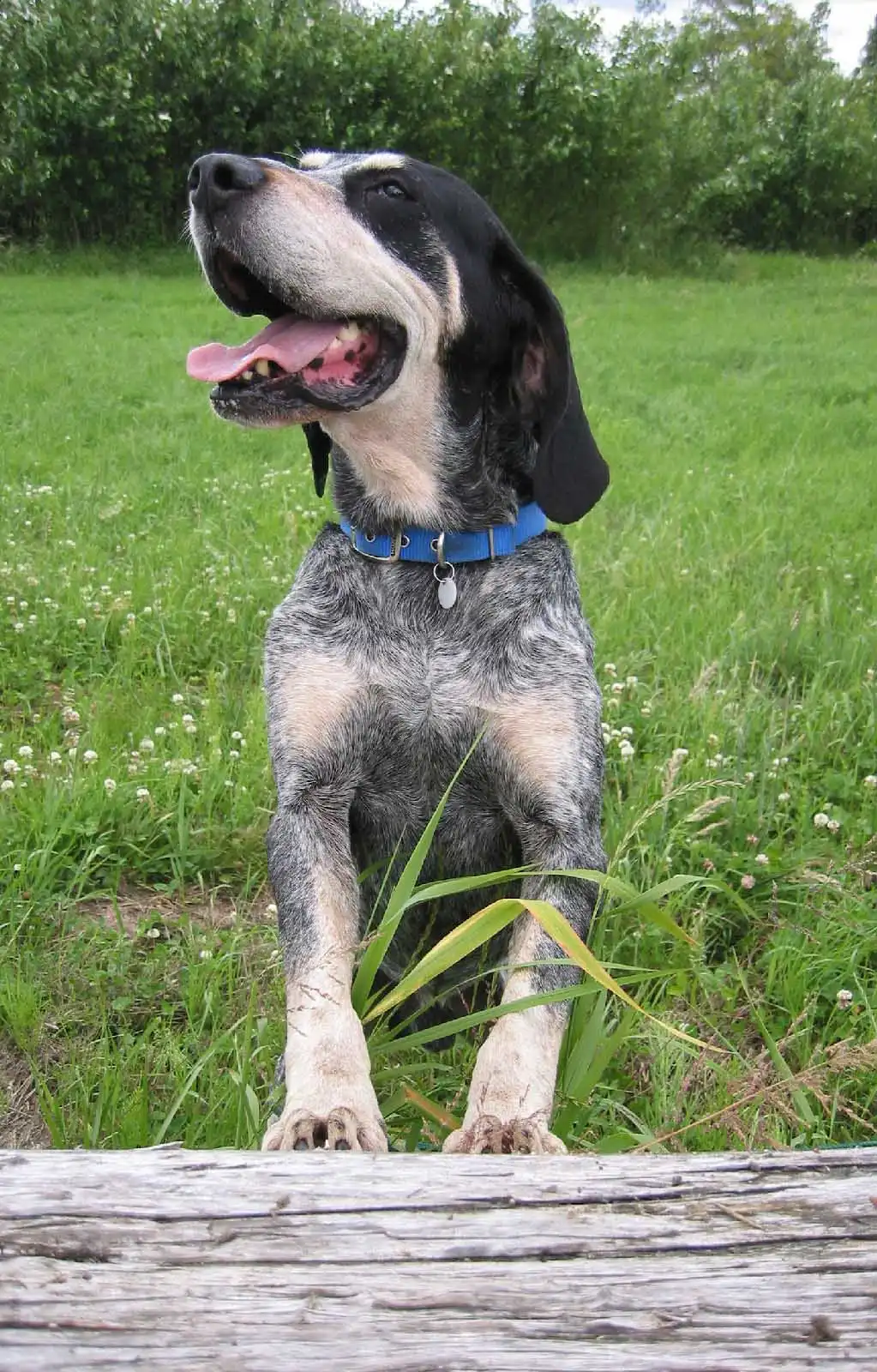 Breed Origin