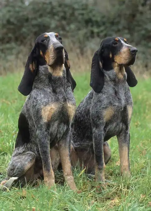 Breed Appearance