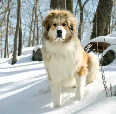 Great Bernese