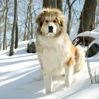 Great Bernese dog breed.