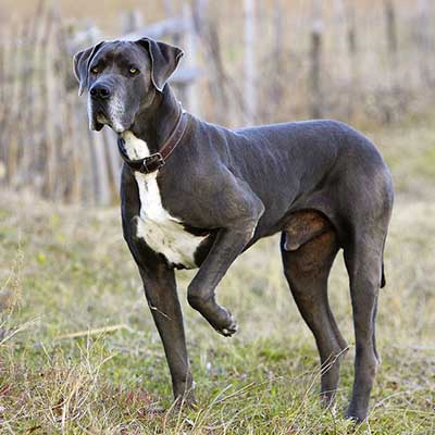 Great Dane