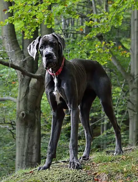 Breed Origin