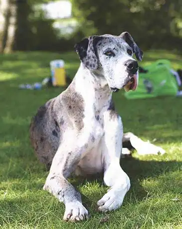Breed Appearance