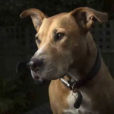 Great Danebull dog breed.