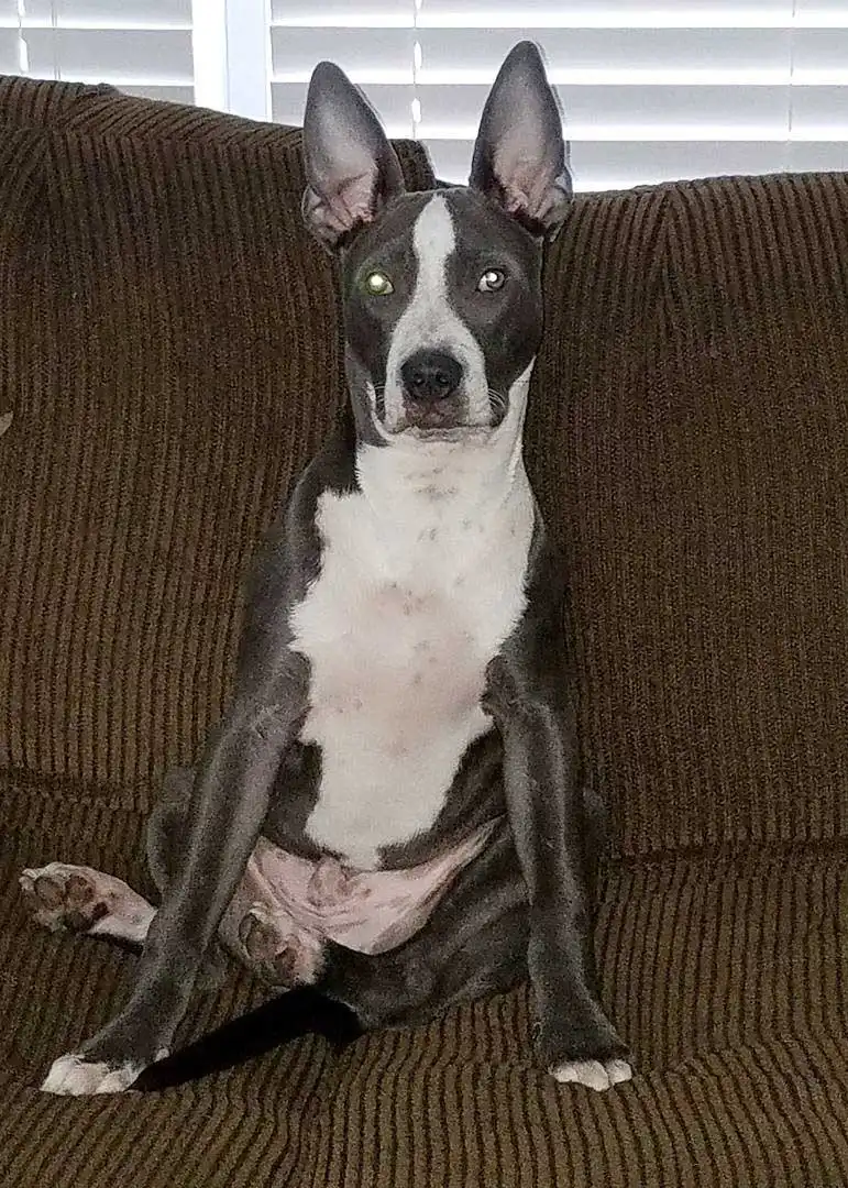 Breed Appearance